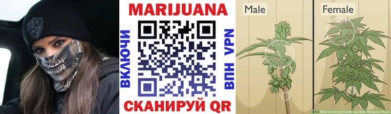 Конопля OG Kush  Купить где  Баймак 